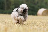 TERRIER DU TIBET 011